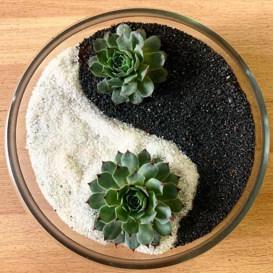 ying yang mini-zen garden with succulents 