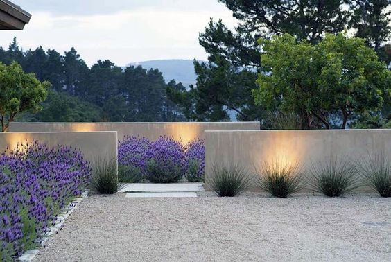 Minimalist garden with lavender, decorative grass, and warm-lit concrete walls.