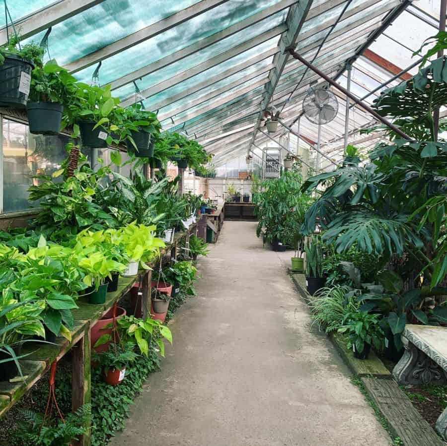 huge modern greenhouse ferns