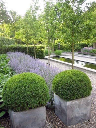 Modern garden with lavender, manicured boxwoods in planters, and a reflective water feature.