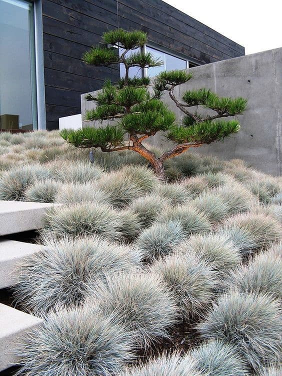 Modern landscape with ornamental grass, a sculpted pine tree, and concrete steps.