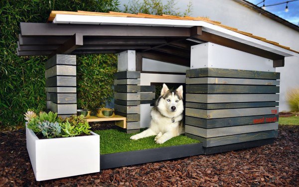Husky lying inside a modern wooden doghouse with plants and two bowls outside