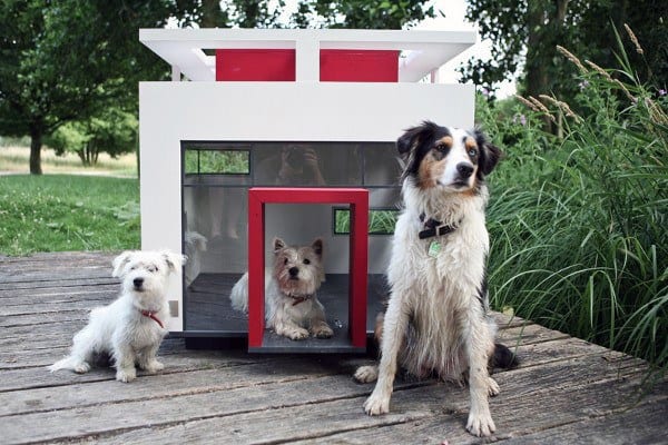 Three dogs sitting outside a modern white doghouse on a wooden deck surrounded by greenery