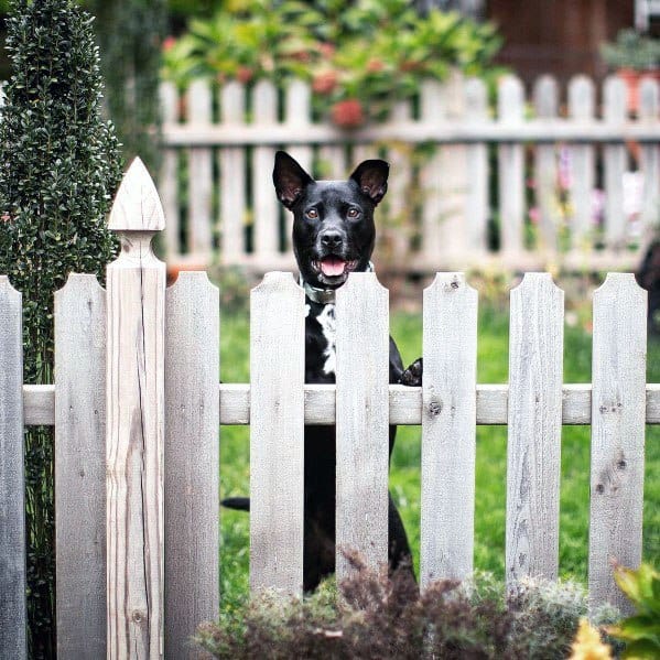 A black dog with upright ears peeks over a wooden fence, with a garden and white picket fence beyond