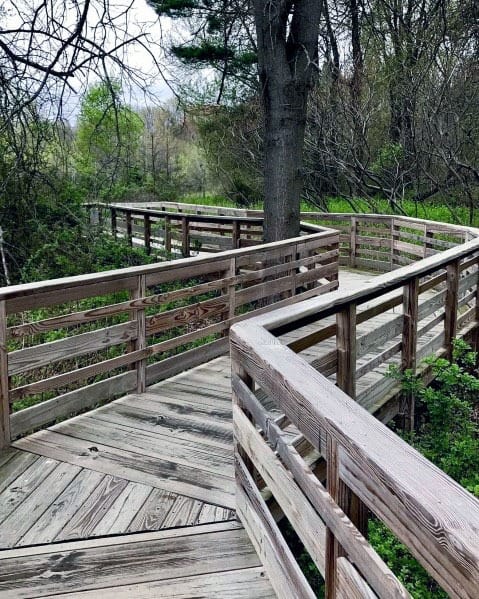 Walkway winding through a lush, green forest with trees and shrubs