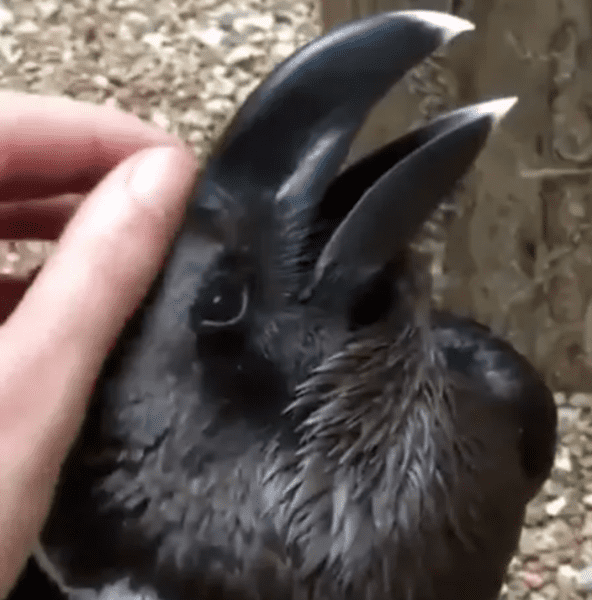 optical-illusion-pictures-1