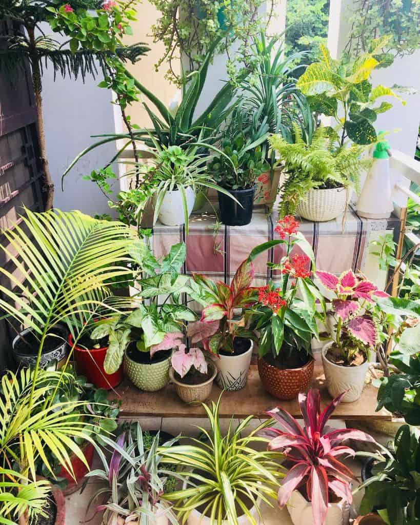 Colorful ornamental potted plants arranged on a balcony with various species of greenery.