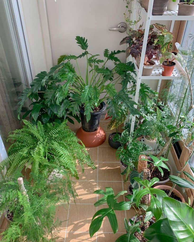 Balcony with a variety of green potted plants, including ferns and tropical greenery.
