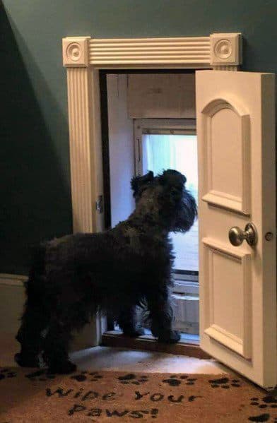 Ornate Mini Door Ideas For Dogs