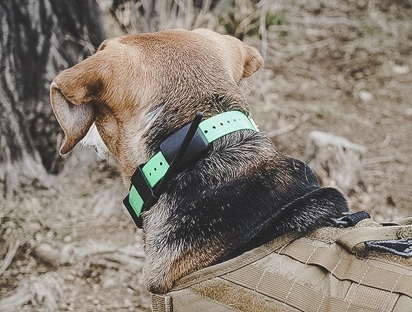 Outdoor Field Test Sportdog Brand Tek 1 5 Gps Tracking Plus E Collar For Dogs