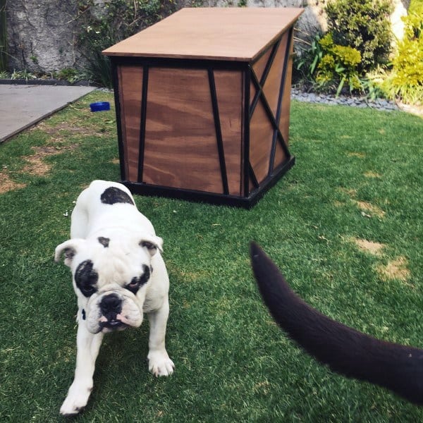 Bulldog on grass with a wooden crate in the background; a dark tail entering frame