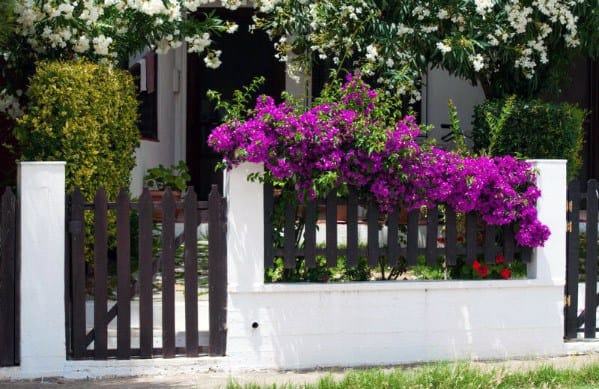 brown painted wood picket fence purple flowers 