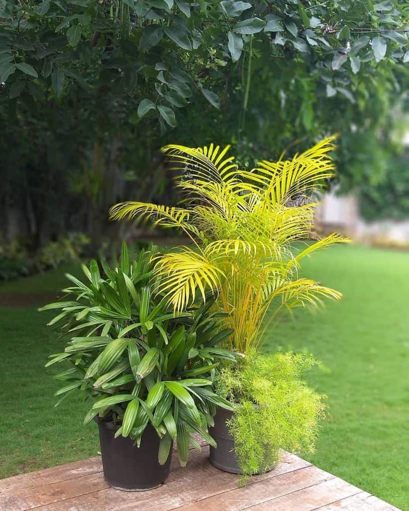 Two potted plants on a wooden surface against a lush garden background, one plant is green, the other has yellow-green leaves