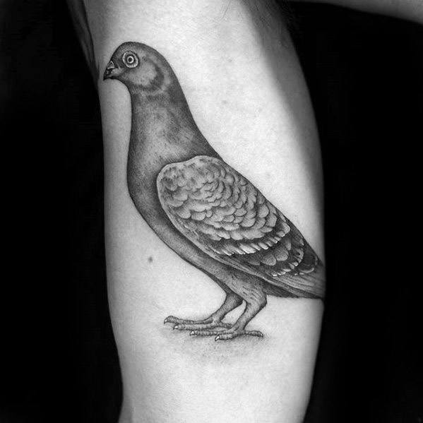Realistic pigeon tattoo in black and grey on inner arm, detailed with fine shading for a lifelike and elegant appearance.