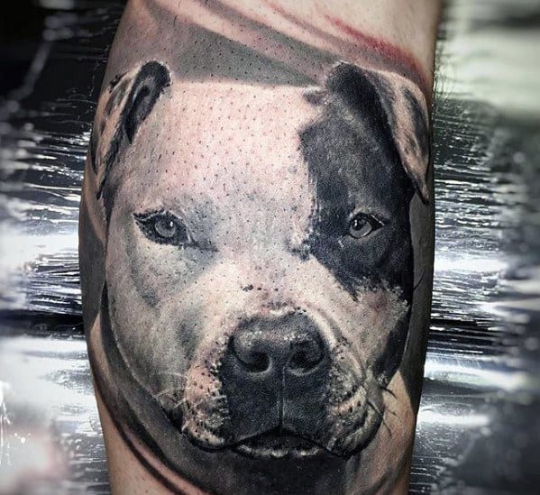 Pitbull Tattoos For Gentlemen On Arm