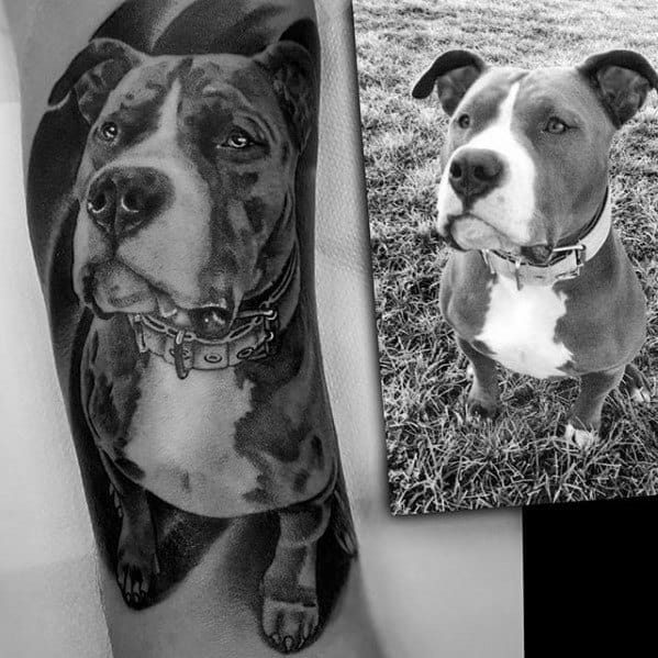 Pitbull Tattoos Male