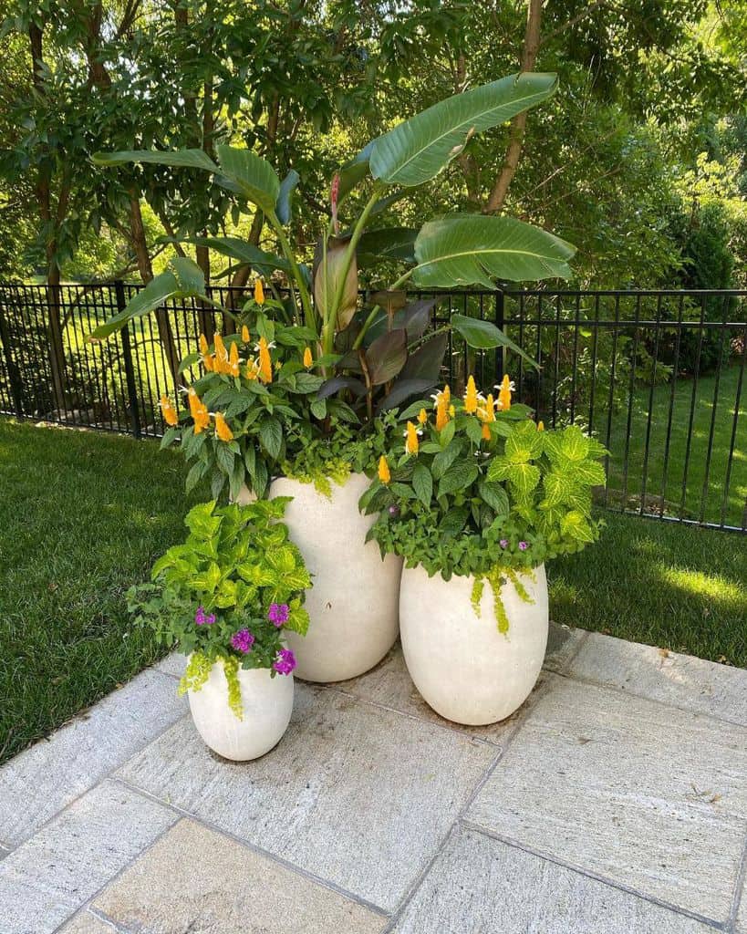 Three white pots on a patio contain green foliage and yellow flowers, set against a backdrop of trees and a black metal fence