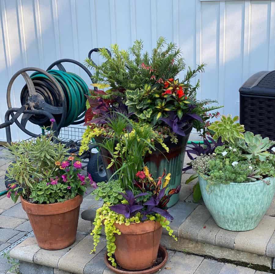 Three potted plants with various colorful flowers and foliage on a porch step next to a garden hose reel and a storage bin