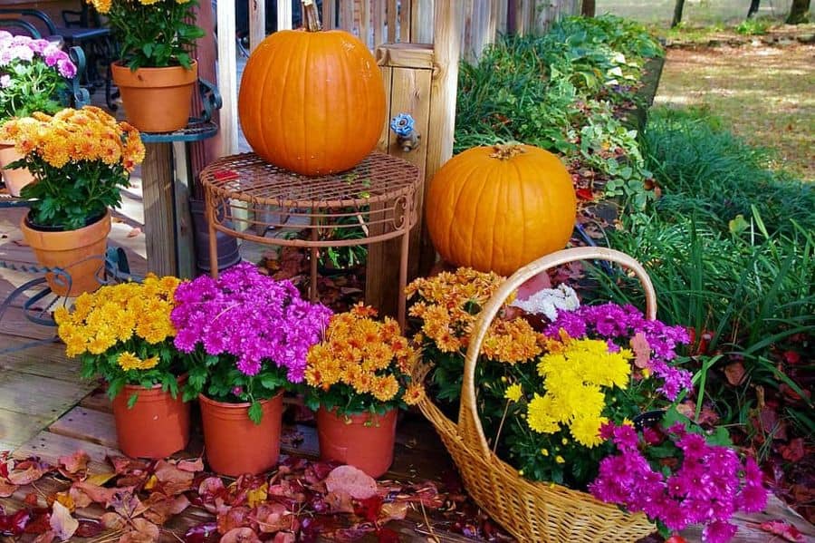 Colorful chrysanthemums in pots and a basket, with two pumpkins on a table, decorate a porch amidst scattered autumn leaves