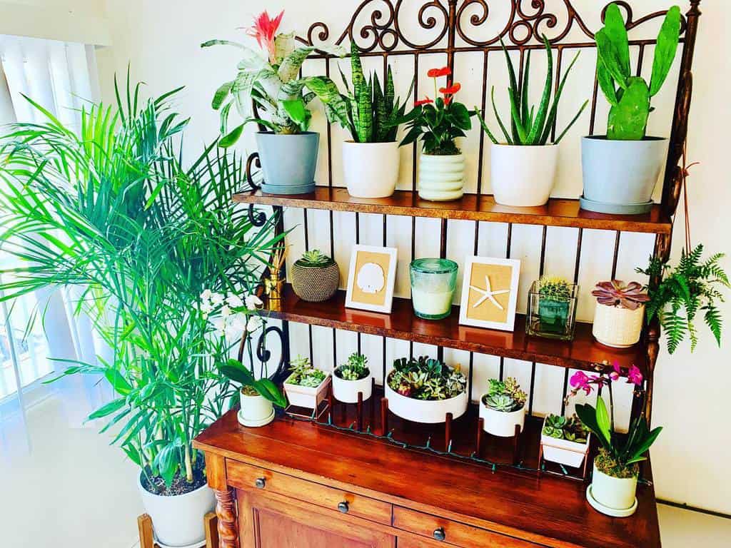 cabinet shelf indoor garden pot plants cactus 
