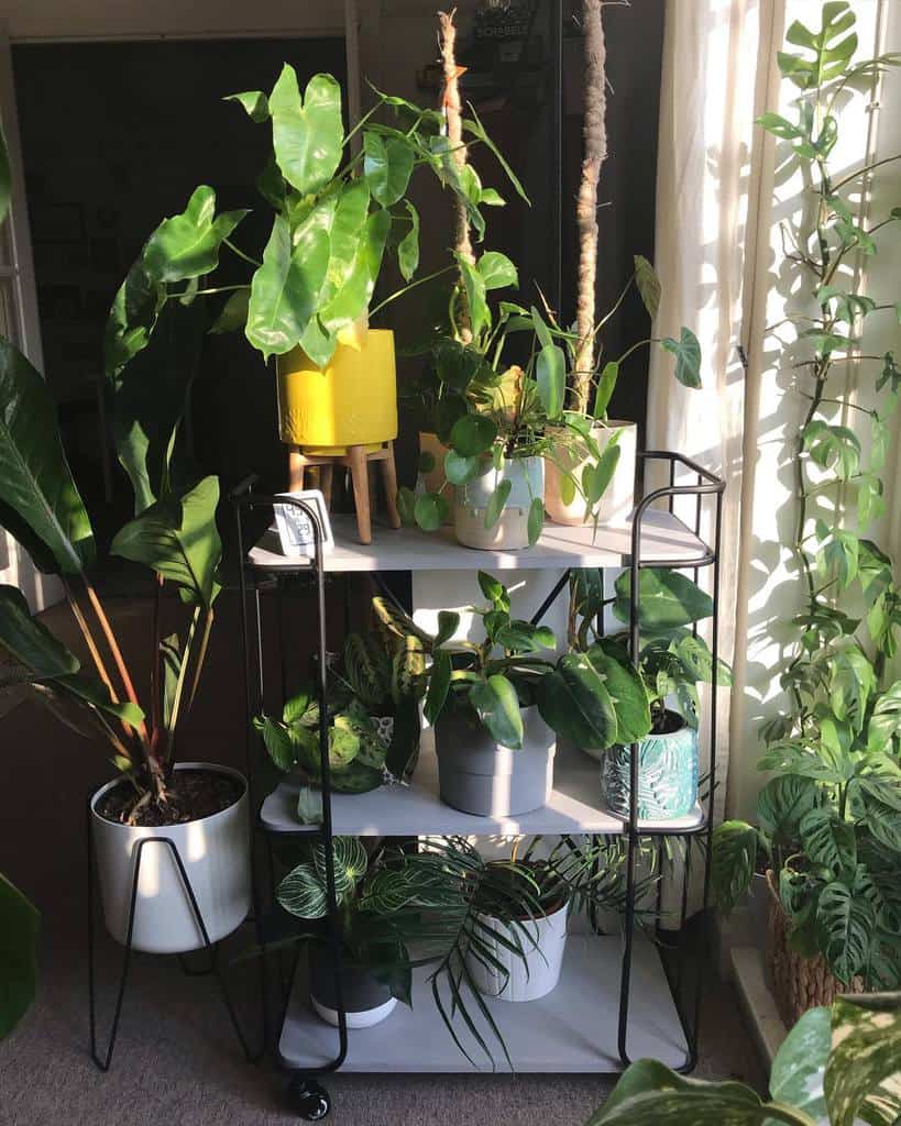small shelf unite used as planter for indoor garden yellow pot plant 