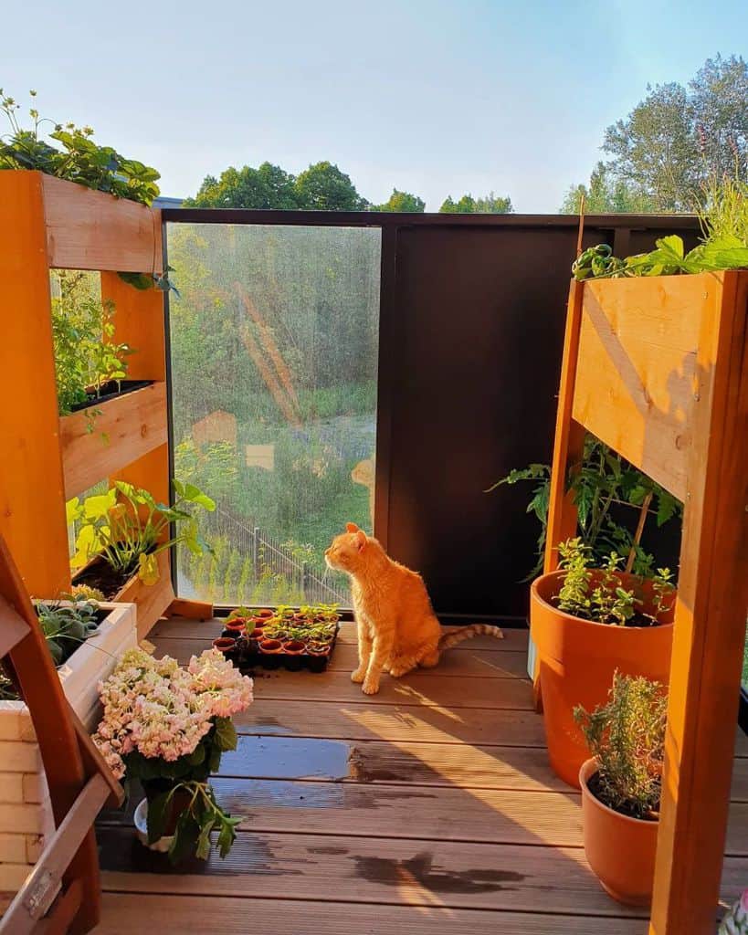 Small balcony garden with potted plants, wooden planters, and a cat sitting in sunlight.