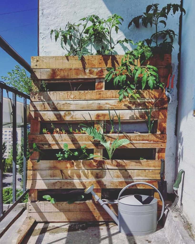 Wooden pallet planter with growing vegetables and herbs on a small balcony.