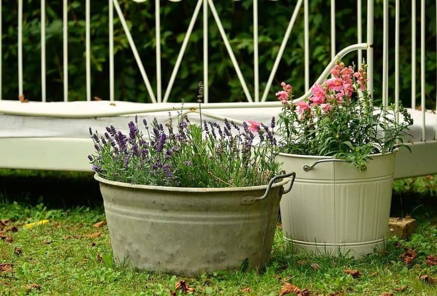 Lavender and pink flowers in metal tubs on grass, with a white fence in the background