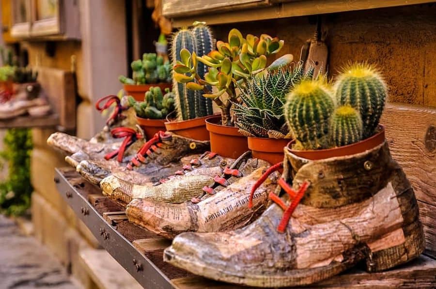 Old shoes repurposed as planters hold various cacti and succulents on a wooden shelf in an outdoor setting