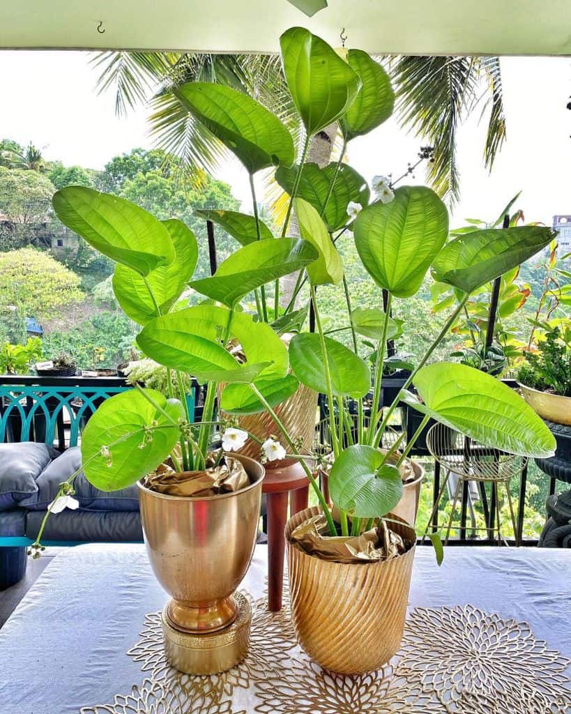 Two potted green plants with heart-shaped leaves on a table, set on a balcony overlooking lush greenery and palm trees