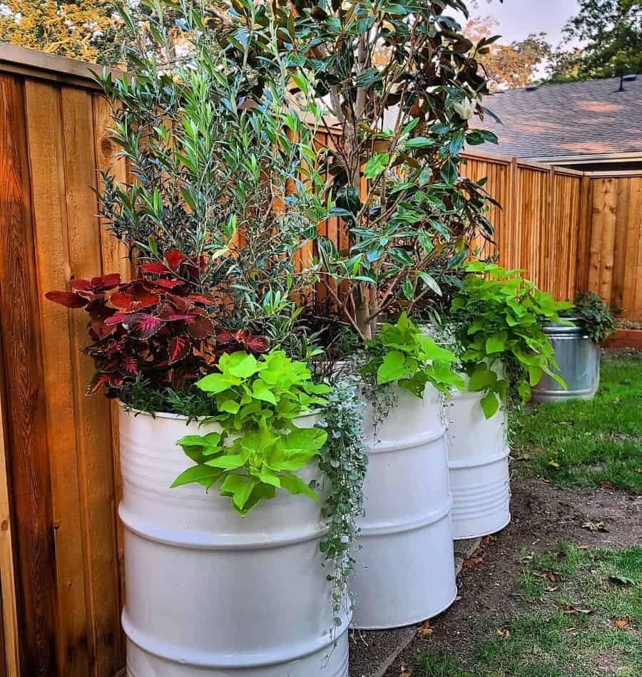 White barrels used as planters, filled with various green and red plants, placed along a wooden fence in a garden