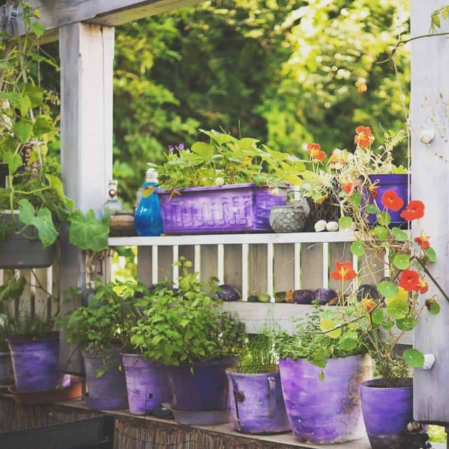 A garden shelf with purple pots filled with various plants and flowers, set against a backdrop of lush greenery
