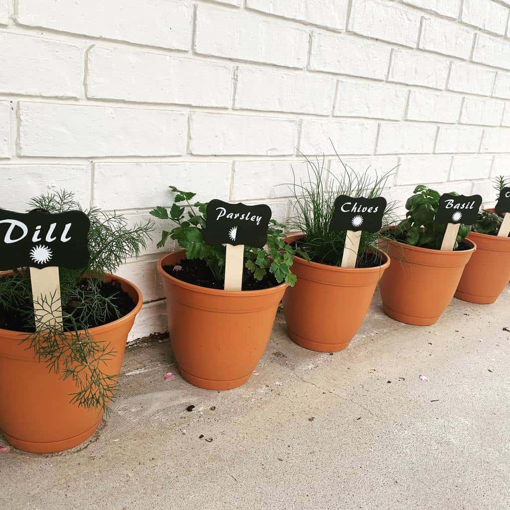 terracotta pot plant herb garden