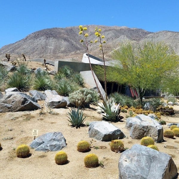 desert landscape with cactus and stone 