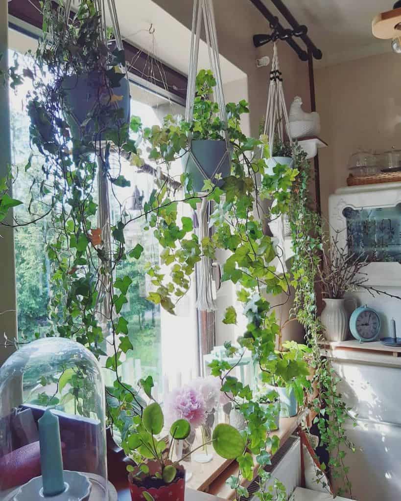 hanging plants rustic kitchen window