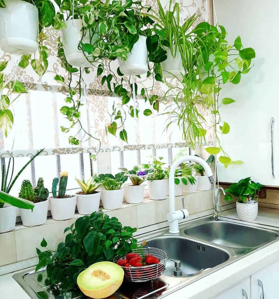 white pot plants kitchen windowsill