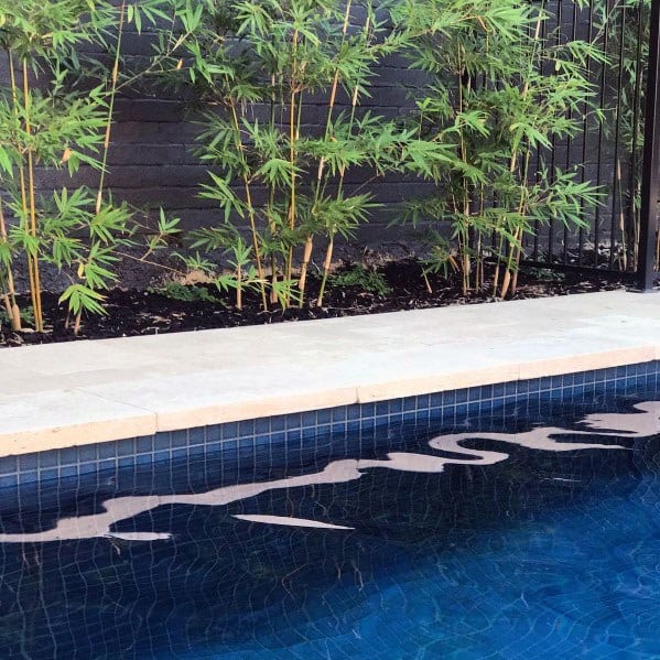 Deep blue pool with sleek mosaic tiles, bordered by bamboo plants and a modern stone deck.