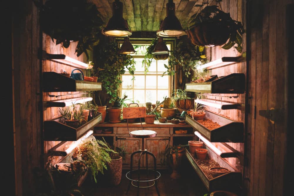 she shed with pot plants 