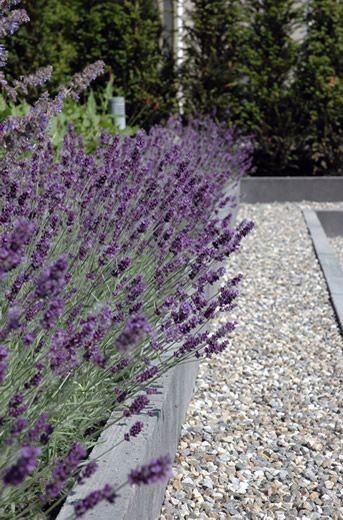 Lavender plants lining a gravel pathway in a modern garden setting.