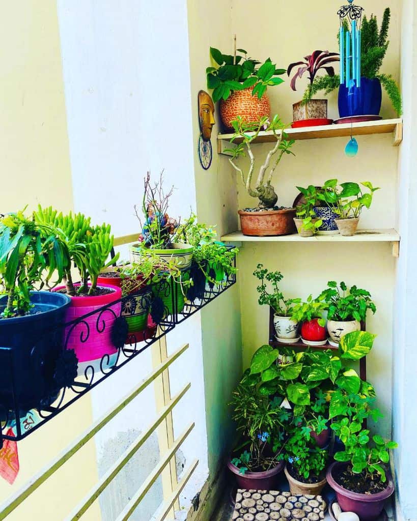 Small balcony garden with colorful potted plants on shelves and a railing planter.