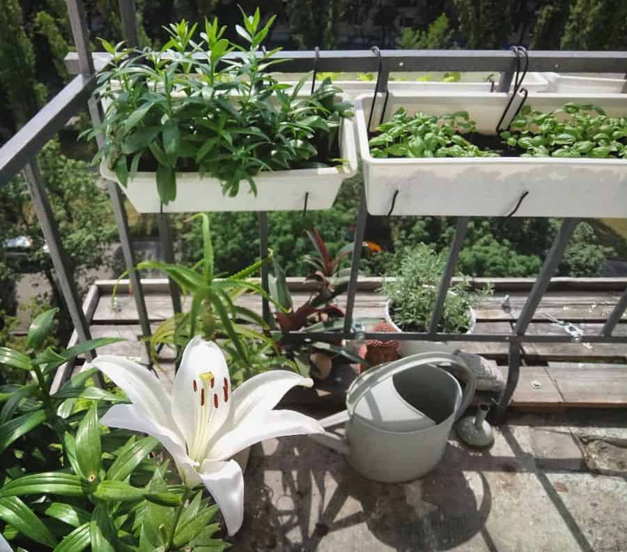 Small sunny balcony garden with lush railing planters, vibrant greenery, and a blooming white lily.