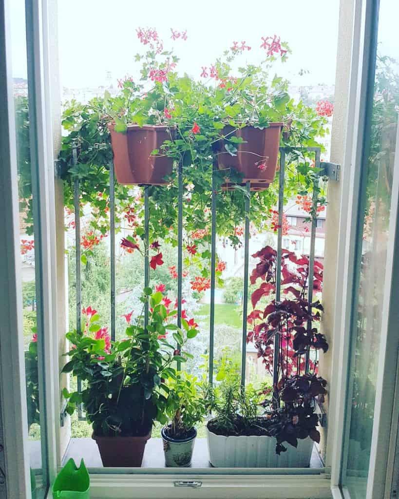 Railing planter balcony garden with vibrant red flowers and potted plants by a window.