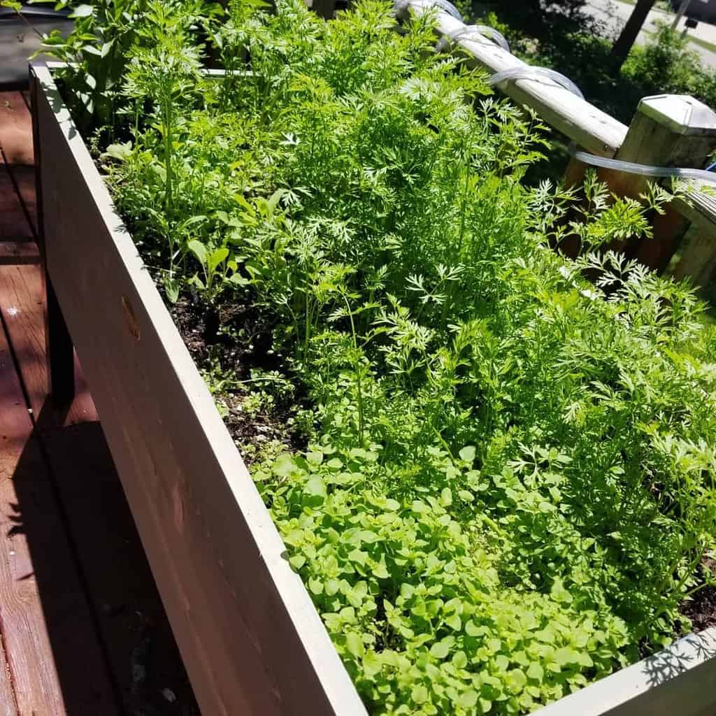 raised bed planter herb garden