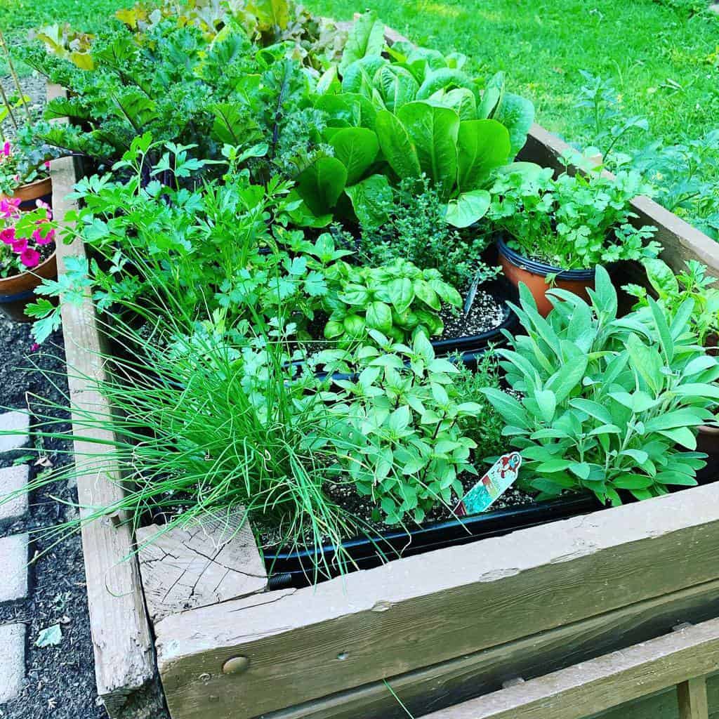 raised bed wood planter herb garden