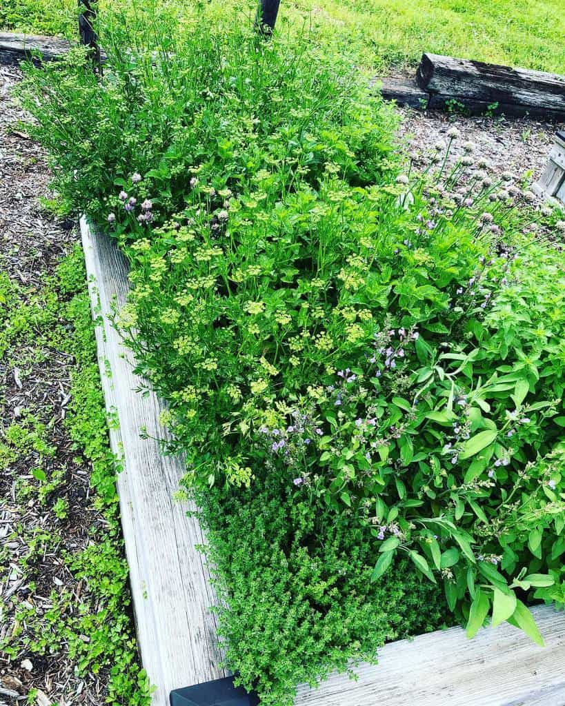 raised wood bed herb garden