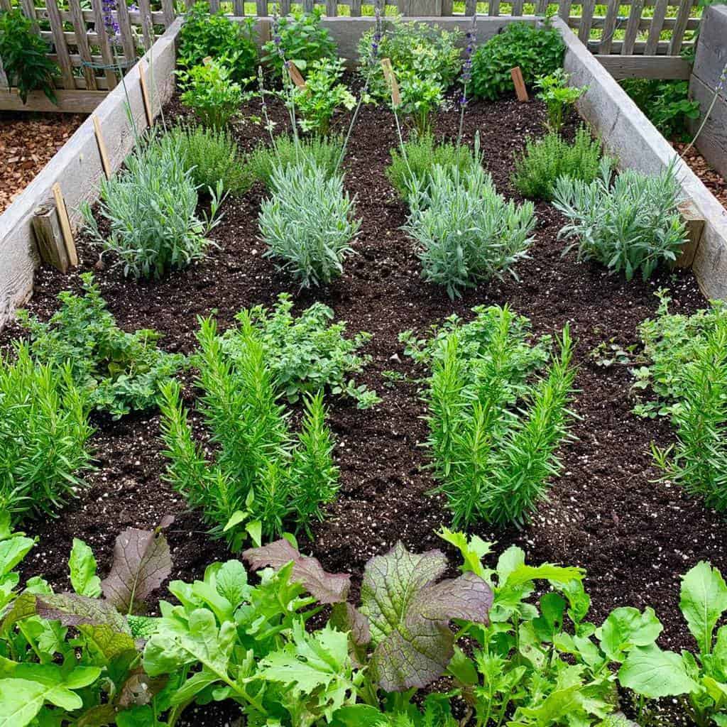 raised wood planter bed herb garden