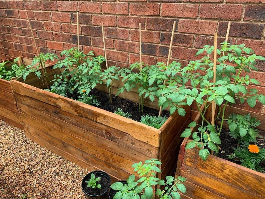 raised wood bed plant box pallet garden 