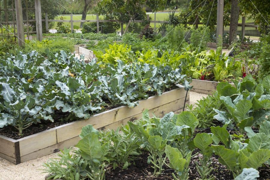 raised wood plank bed vegetable garden