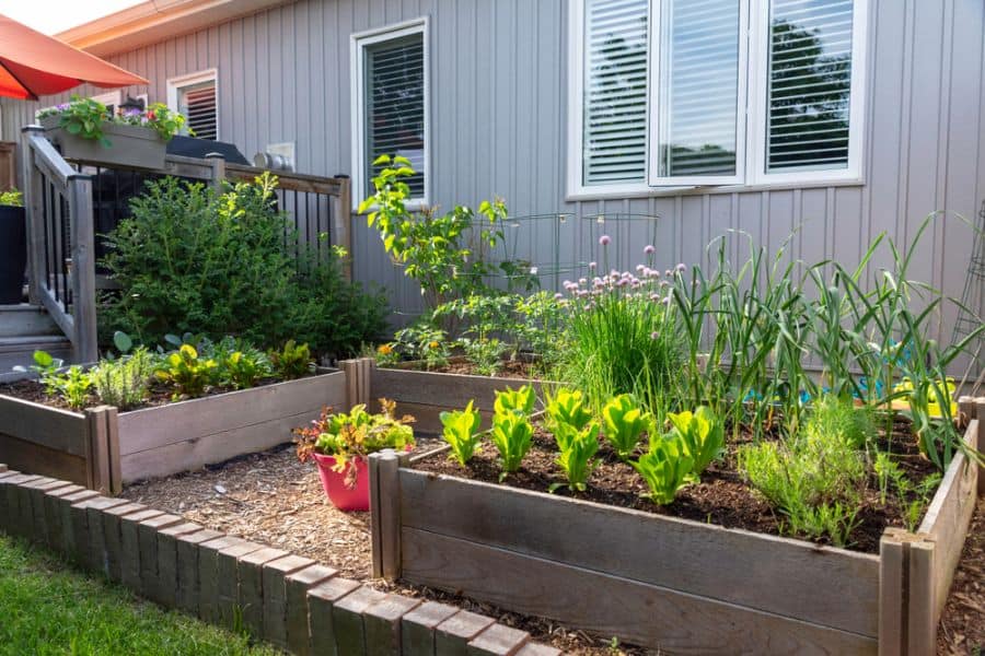 raised wood bed vegetable garden