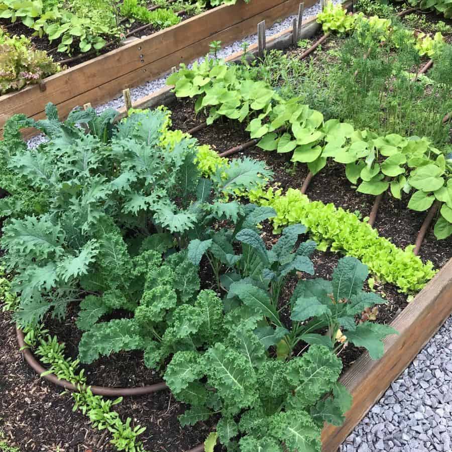 raised wood bed vegetable garden